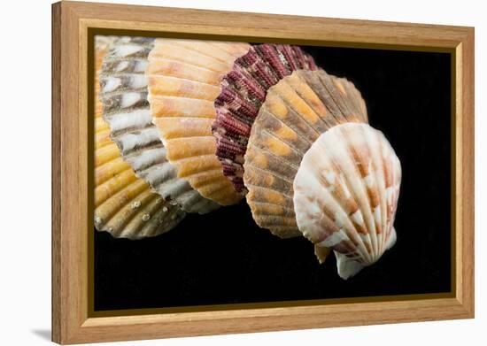 Detail of Seashells from around the World on Black Background-Cindy Miller Hopkins-Framed Premier Image Canvas