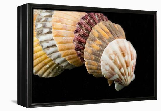 Detail of Seashells from around the World on Black Background-Cindy Miller Hopkins-Framed Premier Image Canvas