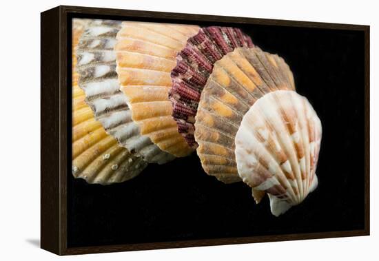 Detail of Seashells from around the World on Black Background-Cindy Miller Hopkins-Framed Premier Image Canvas