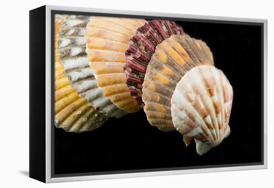 Detail of Seashells from around the World on Black Background-Cindy Miller Hopkins-Framed Premier Image Canvas