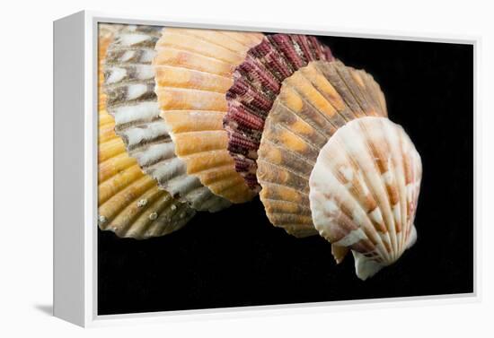 Detail of Seashells from around the World on Black Background-Cindy Miller Hopkins-Framed Premier Image Canvas