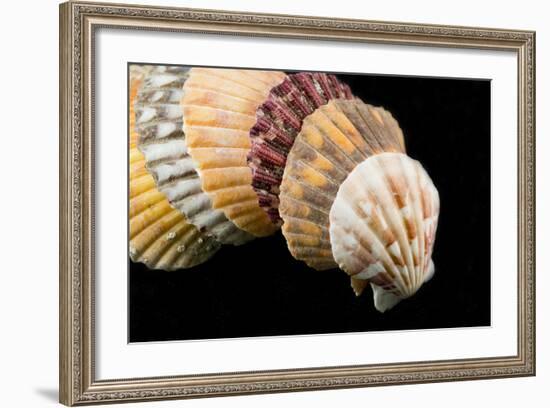 Detail of Seashells from around the World on Black Background-Cindy Miller Hopkins-Framed Photographic Print