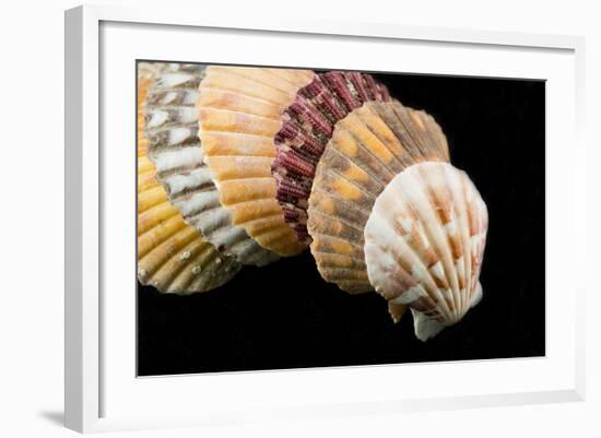 Detail of Seashells from around the World on Black Background-Cindy Miller Hopkins-Framed Photographic Print