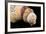 Detail of Seashells from around the World on Black Background-Cindy Miller Hopkins-Framed Photographic Print