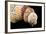 Detail of Seashells from around the World on Black Background-Cindy Miller Hopkins-Framed Photographic Print