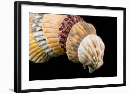 Detail of Seashells from around the World on Black Background-Cindy Miller Hopkins-Framed Photographic Print