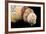 Detail of Seashells from around the World on Black Background-Cindy Miller Hopkins-Framed Photographic Print