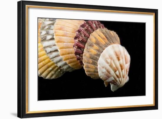 Detail of Seashells from around the World on Black Background-Cindy Miller Hopkins-Framed Photographic Print