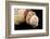 Detail of Seashells from around the World on Black Background-Cindy Miller Hopkins-Framed Photographic Print