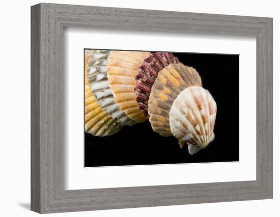 Detail of Seashells from around the World on Black Background-Cindy Miller Hopkins-Framed Photographic Print