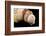 Detail of Seashells from around the World on Black Background-Cindy Miller Hopkins-Framed Photographic Print