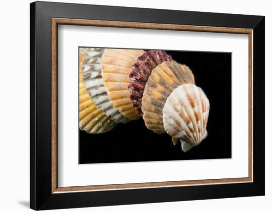 Detail of Seashells from around the World on Black Background-Cindy Miller Hopkins-Framed Photographic Print