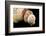 Detail of Seashells from around the World on Black Background-Cindy Miller Hopkins-Framed Photographic Print