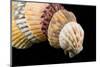 Detail of Seashells from around the World on Black Background-Cindy Miller Hopkins-Mounted Photographic Print