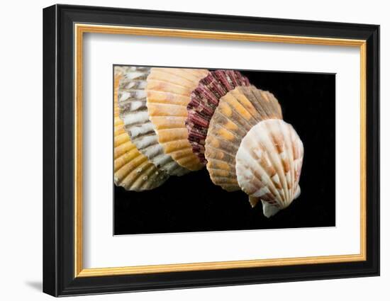 Detail of Seashells from around the World on Black Background-Cindy Miller Hopkins-Framed Photographic Print