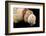 Detail of Seashells from around the World on Black Background-Cindy Miller Hopkins-Framed Photographic Print