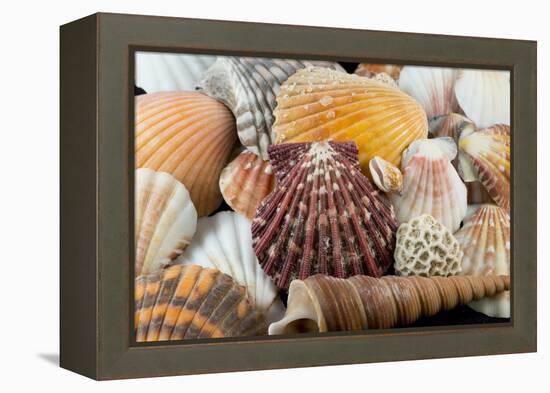 Detail of Seashells from around the World-Cindy Miller Hopkins-Framed Premier Image Canvas