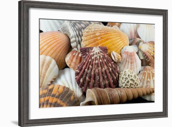 Detail of Seashells from around the World-Cindy Miller Hopkins-Framed Photographic Print