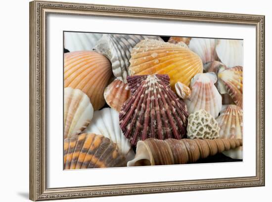 Detail of Seashells from around the World-Cindy Miller Hopkins-Framed Photographic Print