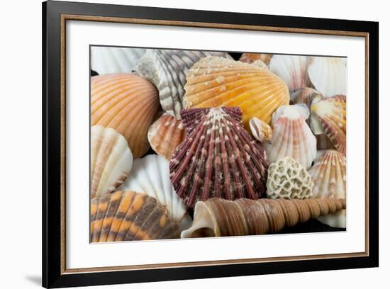 Detail of Seashells from around the World-Cindy Miller Hopkins-Framed Photographic Print