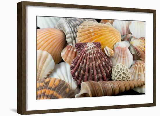 Detail of Seashells from around the World-Cindy Miller Hopkins-Framed Photographic Print