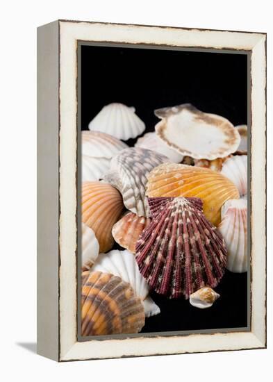 Detail of Seashells from around the World-Cindy Miller Hopkins-Framed Premier Image Canvas