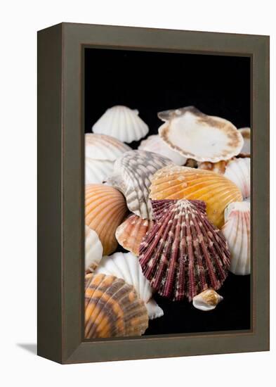 Detail of Seashells from around the World-Cindy Miller Hopkins-Framed Premier Image Canvas