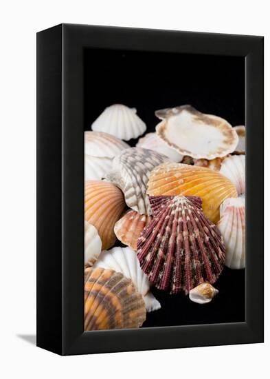 Detail of Seashells from around the World-Cindy Miller Hopkins-Framed Premier Image Canvas