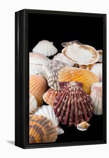 Detail of Seashells from around the World-Cindy Miller Hopkins-Framed Premier Image Canvas