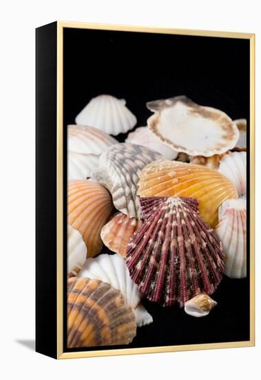 Detail of Seashells from around the World-Cindy Miller Hopkins-Framed Premier Image Canvas