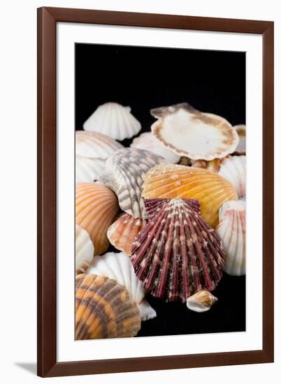 Detail of Seashells from around the World-Cindy Miller Hopkins-Framed Photographic Print