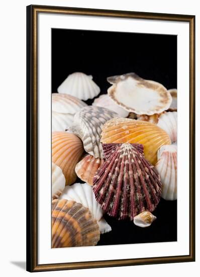 Detail of Seashells from around the World-Cindy Miller Hopkins-Framed Photographic Print