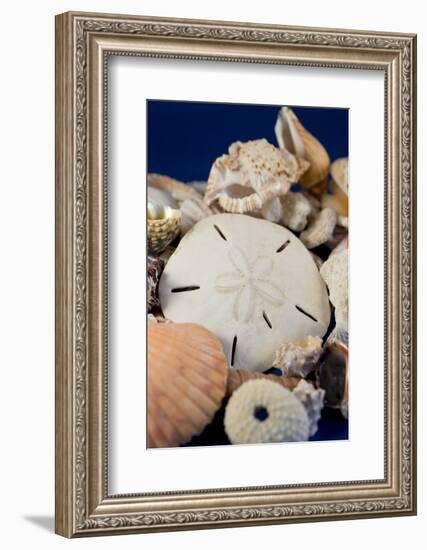 Detail of Seashells from around the World-Cindy Miller Hopkins-Framed Photographic Print