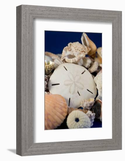 Detail of Seashells from around the World-Cindy Miller Hopkins-Framed Photographic Print