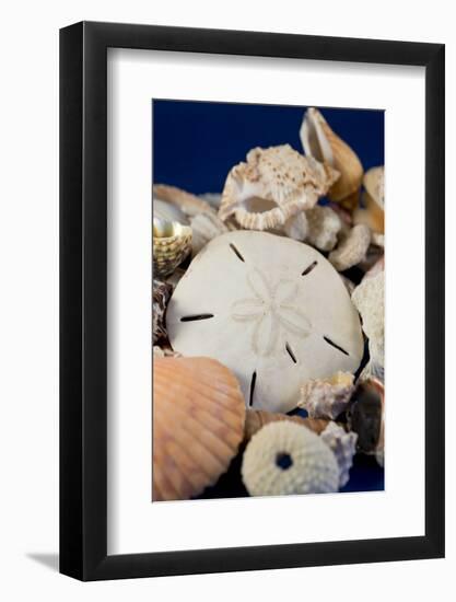 Detail of Seashells from around the World-Cindy Miller Hopkins-Framed Photographic Print