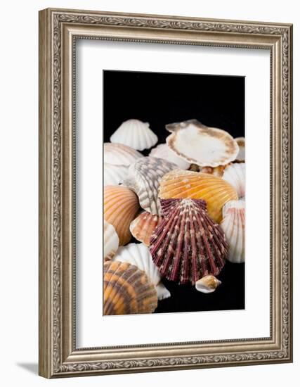 Detail of Seashells from around the World-Cindy Miller Hopkins-Framed Photographic Print