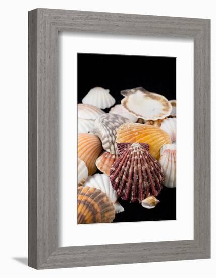 Detail of Seashells from around the World-Cindy Miller Hopkins-Framed Photographic Print