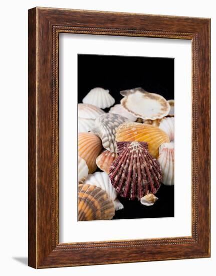 Detail of Seashells from around the World-Cindy Miller Hopkins-Framed Photographic Print