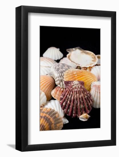 Detail of Seashells from around the World-Cindy Miller Hopkins-Framed Photographic Print