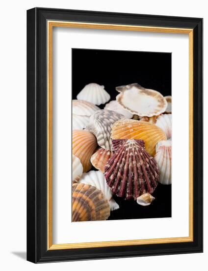 Detail of Seashells from around the World-Cindy Miller Hopkins-Framed Photographic Print