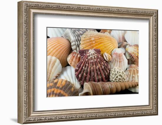 Detail of Seashells from around the World-Cindy Miller Hopkins-Framed Photographic Print