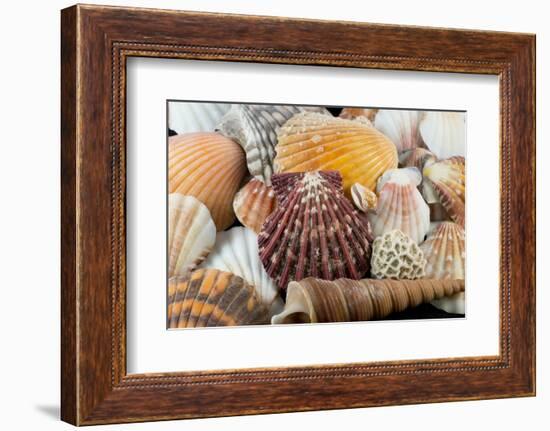 Detail of Seashells from around the World-Cindy Miller Hopkins-Framed Photographic Print