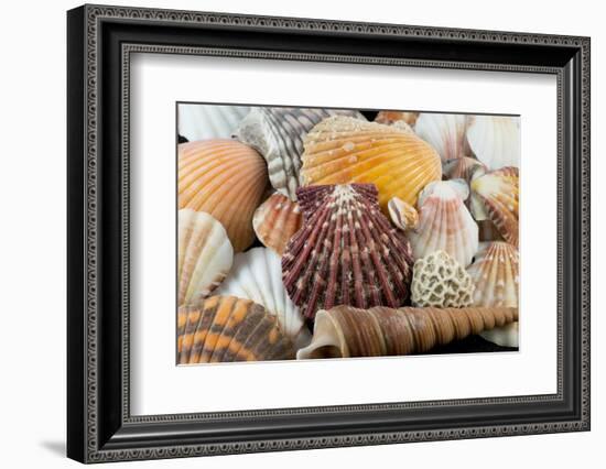 Detail of Seashells from around the World-Cindy Miller Hopkins-Framed Photographic Print