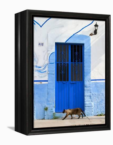 Detail of Siamese Cat in Doorway with Wrought Iron Cover, Puerto Vallarta, Mexico-Nancy & Steve Ross-Framed Premier Image Canvas