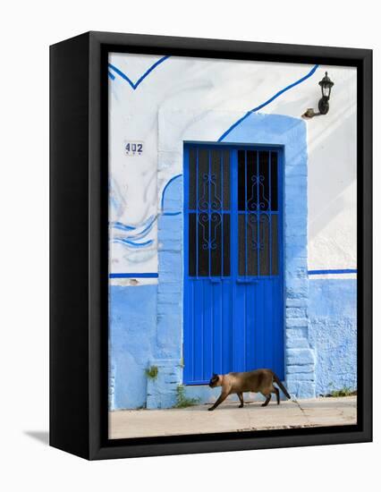 Detail of Siamese Cat in Doorway with Wrought Iron Cover, Puerto Vallarta, Mexico-Nancy & Steve Ross-Framed Premier Image Canvas