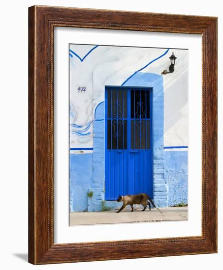 Detail of Siamese Cat in Doorway with Wrought Iron Cover, Puerto Vallarta, Mexico-Nancy & Steve Ross-Framed Photographic Print