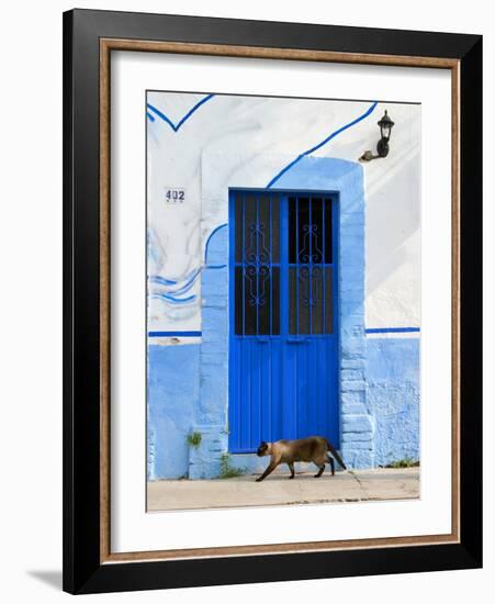 Detail of Siamese Cat in Doorway with Wrought Iron Cover, Puerto Vallarta, Mexico-Nancy & Steve Ross-Framed Photographic Print