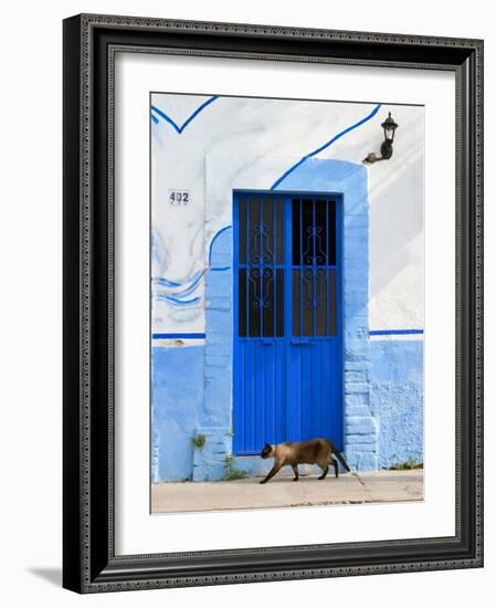 Detail of Siamese Cat in Doorway with Wrought Iron Cover, Puerto Vallarta, Mexico-Nancy & Steve Ross-Framed Photographic Print