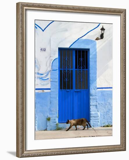 Detail of Siamese Cat in Doorway with Wrought Iron Cover, Puerto Vallarta, Mexico-Nancy & Steve Ross-Framed Photographic Print