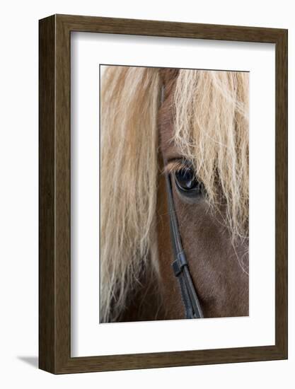 Detail of sorrel horse with flax mane.-Cindy Miller Hopkins-Framed Photographic Print